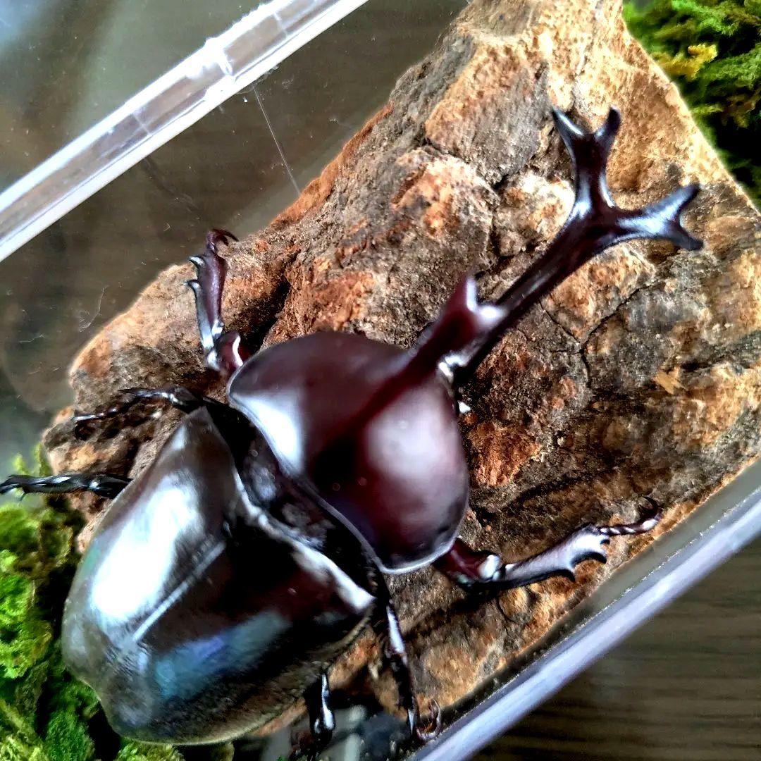 宝物特大黒野生ワイルドカブトムシ標本79mm頭角幅19mm胸角幅4.6mmぐらい