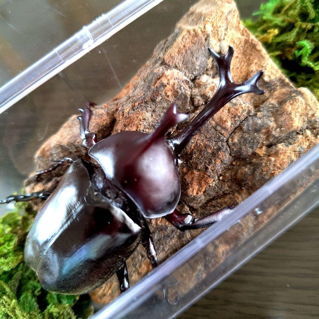 宝物特大黒野生ワイルドカブトムシ標本79mm頭角幅19mm胸角幅4.6mmぐらい