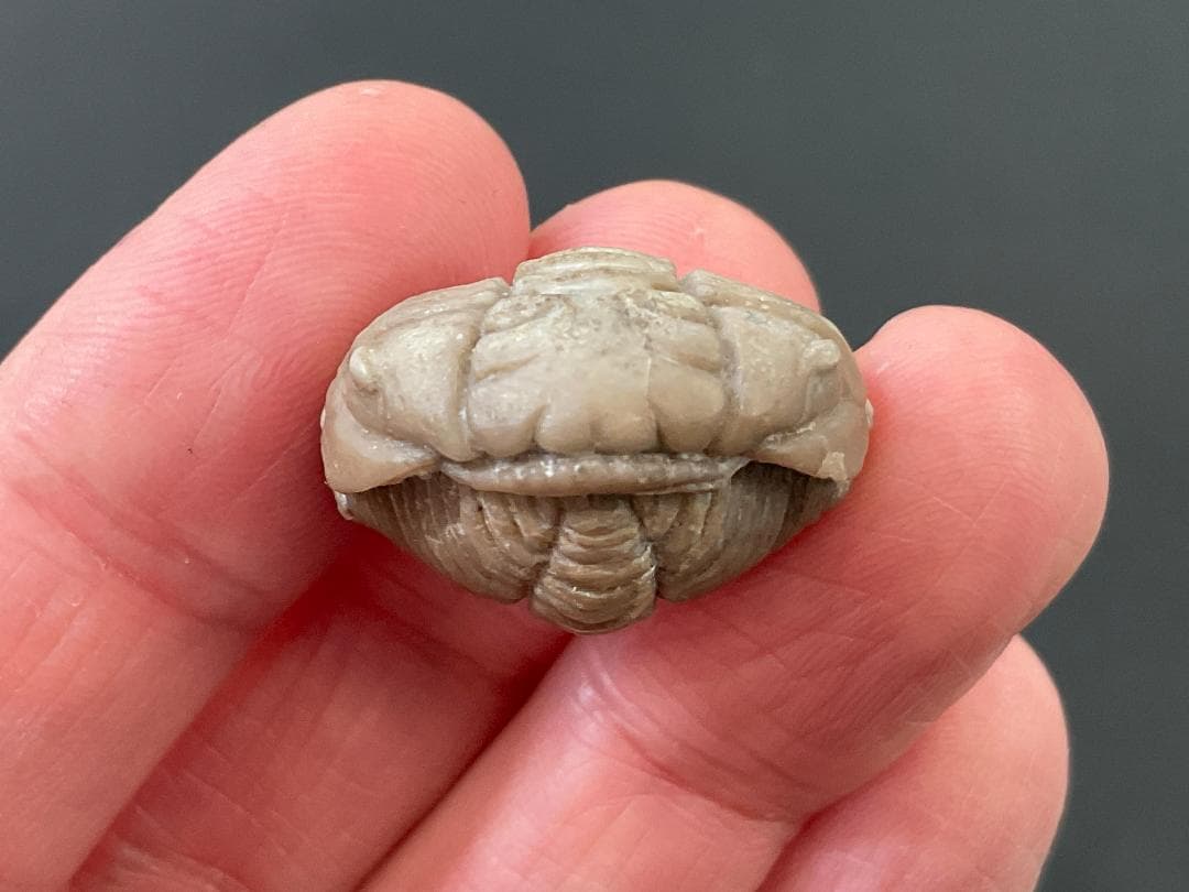 三葉虫 プリオメラ [TB12] 化石