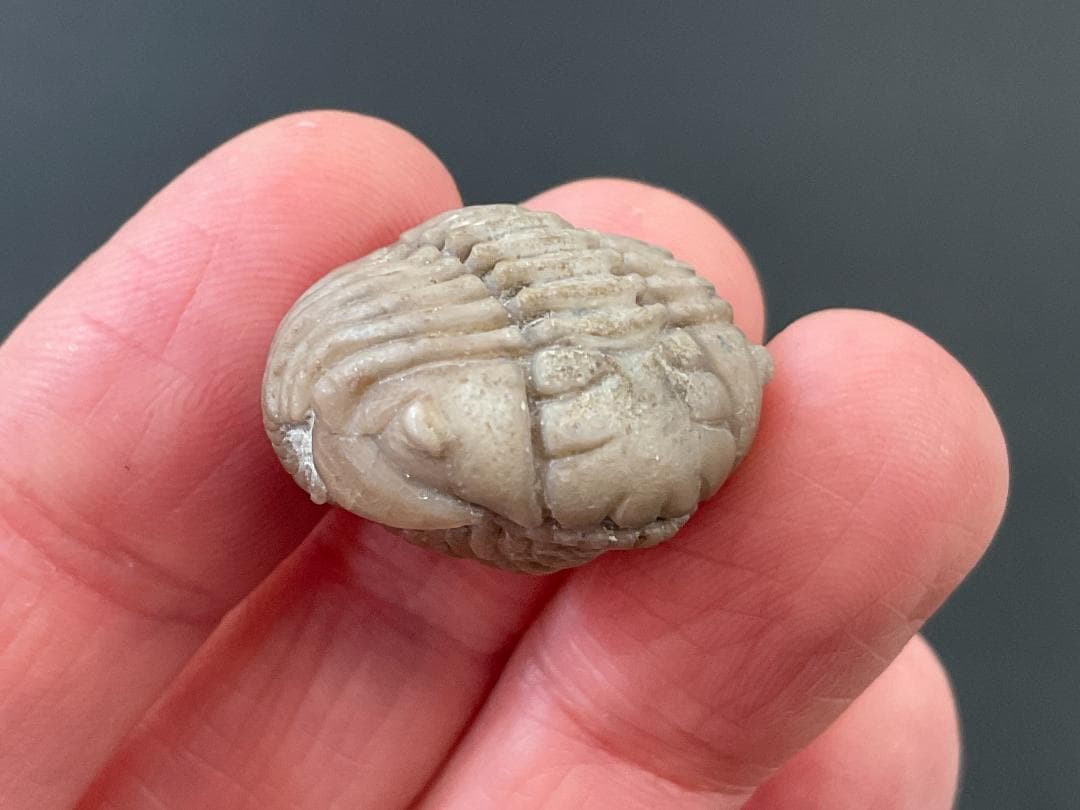 三葉虫 プリオメラ [TB12] 化石