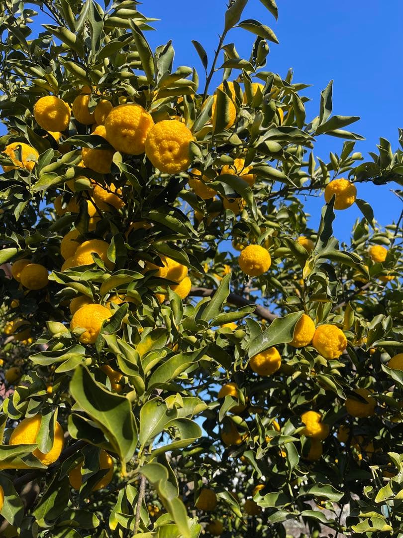 柚子　箱の重さ込み10キロ　発送日に収穫します