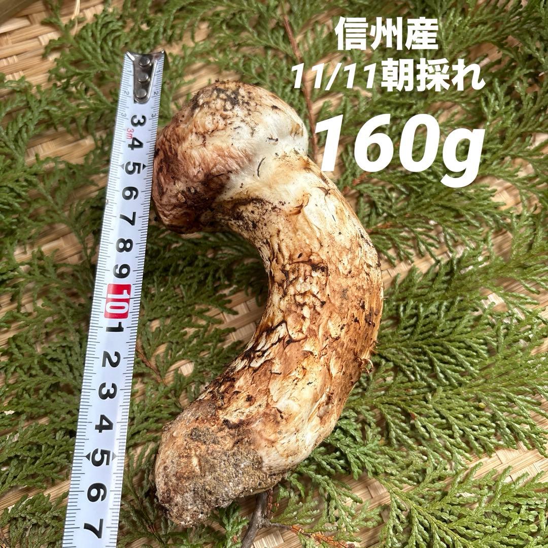 長野県南信州産‼️松茸 極上160g 11/11朝採れ