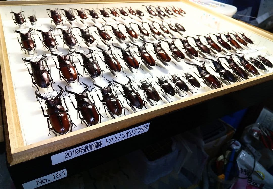 村山輝記製作・クワガタ標本　トカラノコギリクワガタ全島