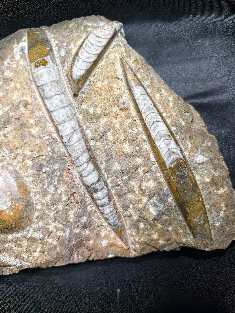 天然化石 オルソセラス+アモナイト 置物 天然石 骨董 旧家蔵出し 蒐集家放出