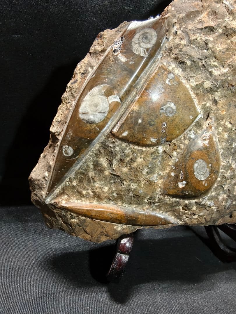 天然化石 オルソセラス+アモナイト 置物 天然石 骨董 旧家蔵出し 蒐集家放出