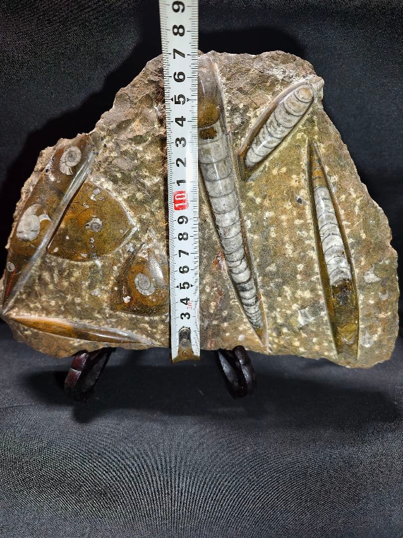 天然化石 オルソセラス+アモナイト 置物 天然石 骨董 旧家蔵出し 蒐集家放出