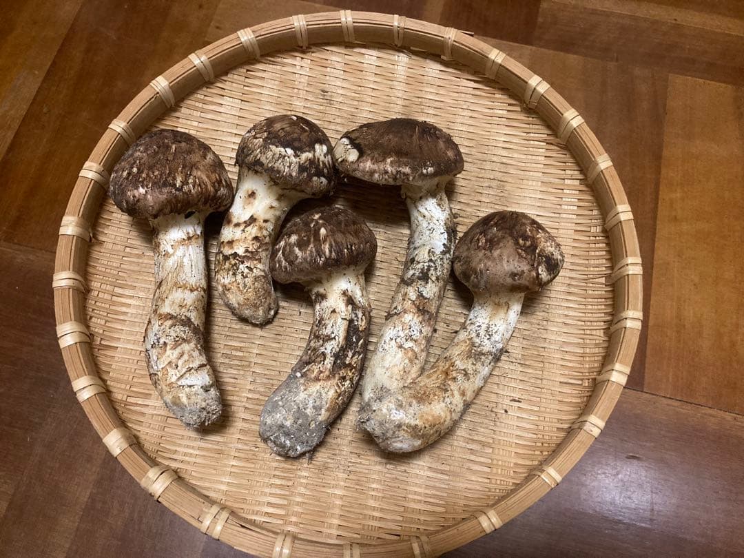 10月14日採れ信州産松茸 5個 291g