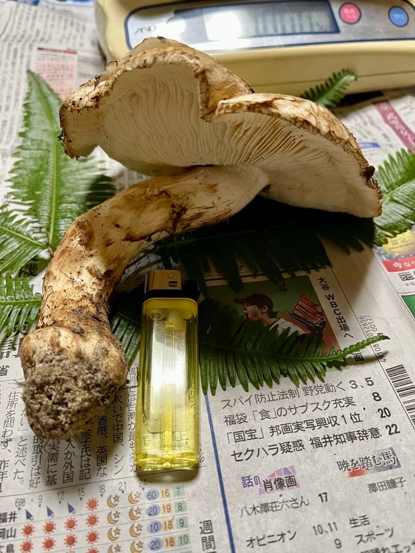 【専用です♪】【大阪泉州産】天然松茸 採れたて開き☆1本215g国産