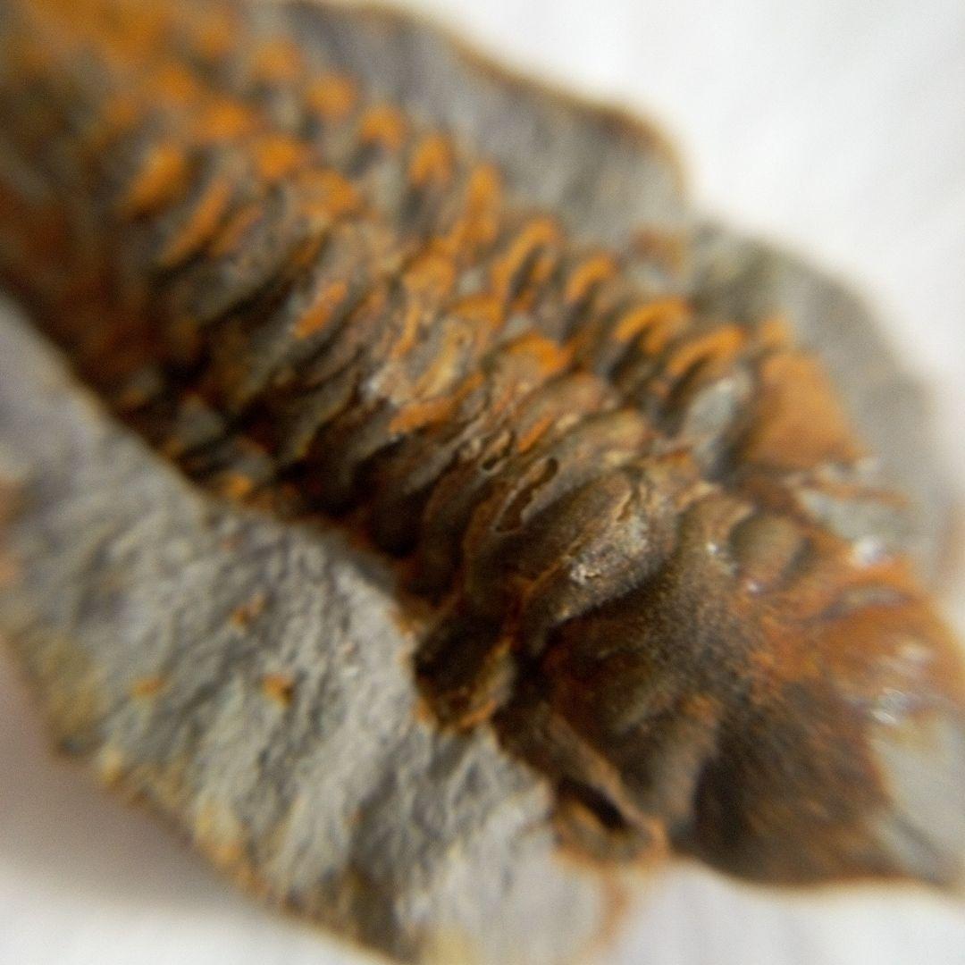 三葉虫　化石　三葉虫化石　究極のレトロ　fossil　ボリビア産　化石管理番号⑩