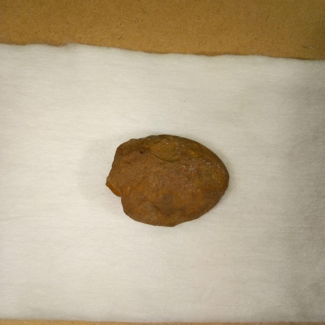 三葉虫　化石　三葉虫化石　究極のレトロ　fossil　ボリビア産　化石管理番号⑩