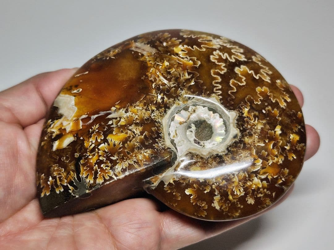 アンモナイト 383g アンモライト オパール 原石 鑑賞石 自然石 誕生石