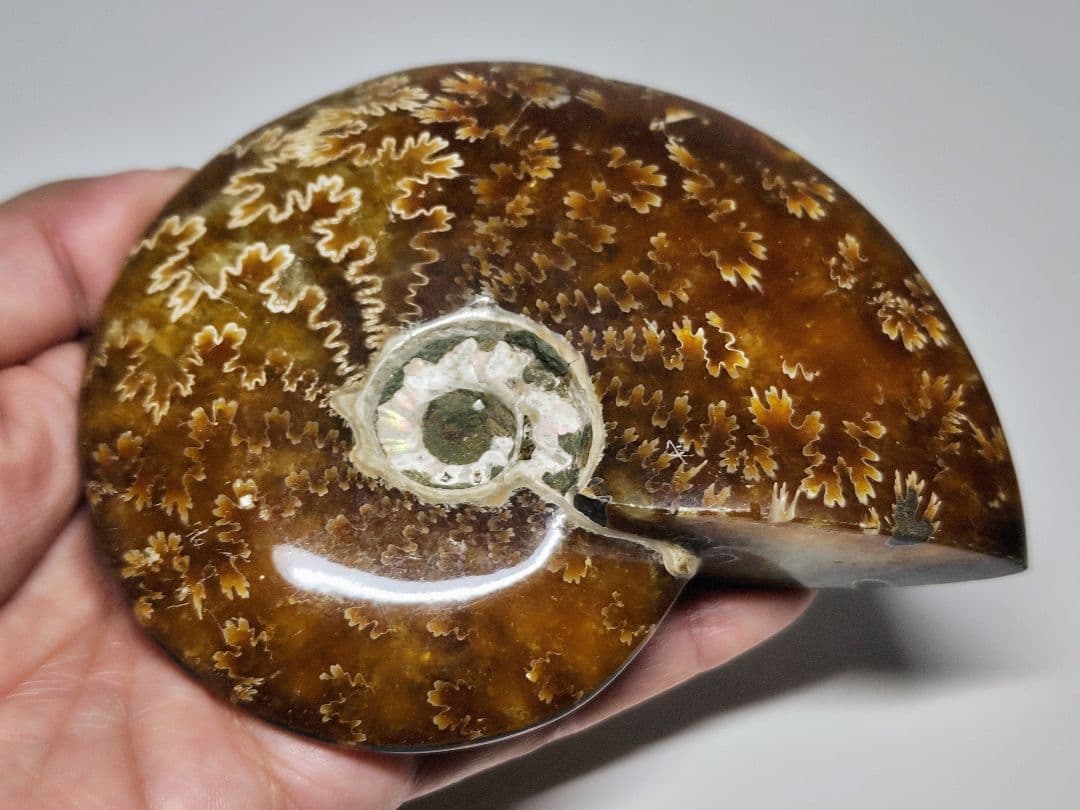 アンモナイト 383g アンモライト オパール 原石 鑑賞石 自然石 誕生石