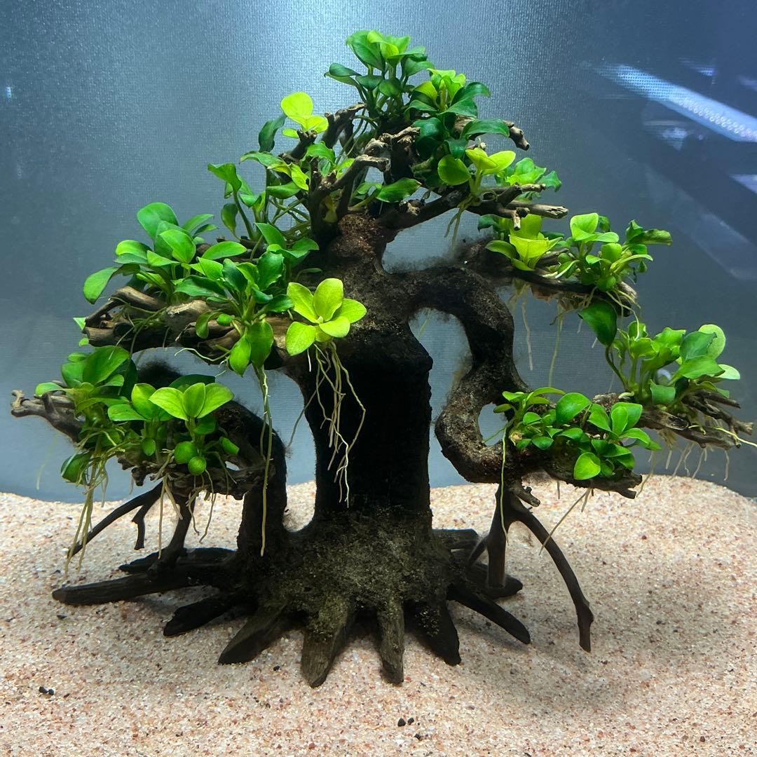 【メルカリ便】盆栽流木　20×10×15cm アヌビアス活着流木