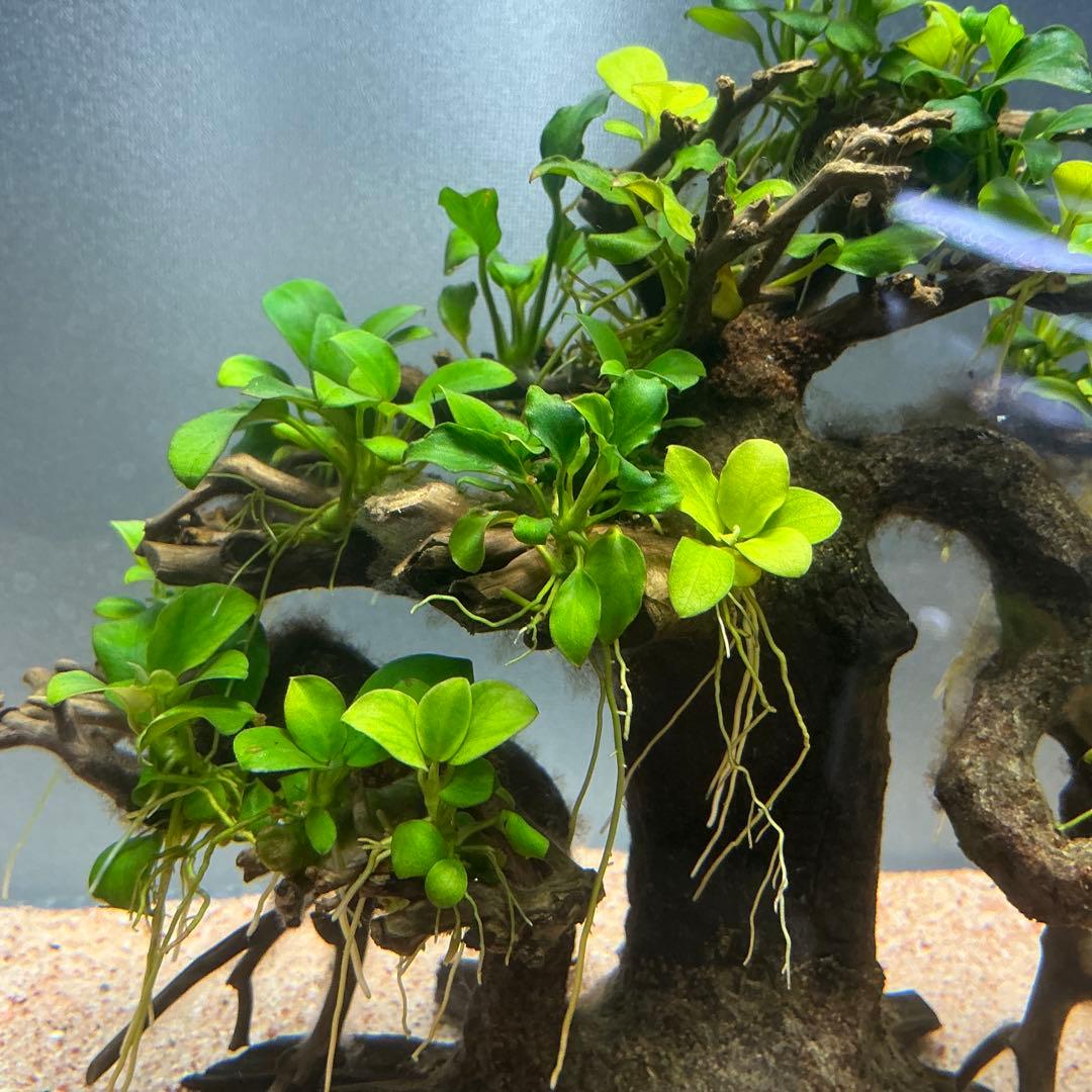 【メルカリ便】盆栽流木　20×10×15cm アヌビアス活着流木