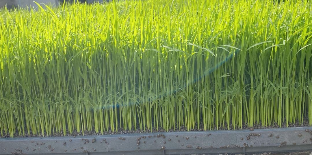 【令和７年産】　熊本県産　くまさんの輝き　30キロ　【玄米】　送料込　新米