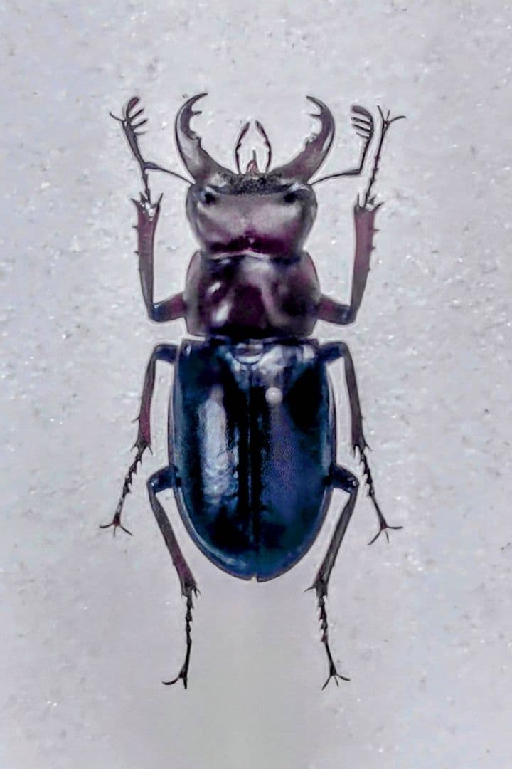 ミクラミヤマクワガタ 標本 前赤タイプ