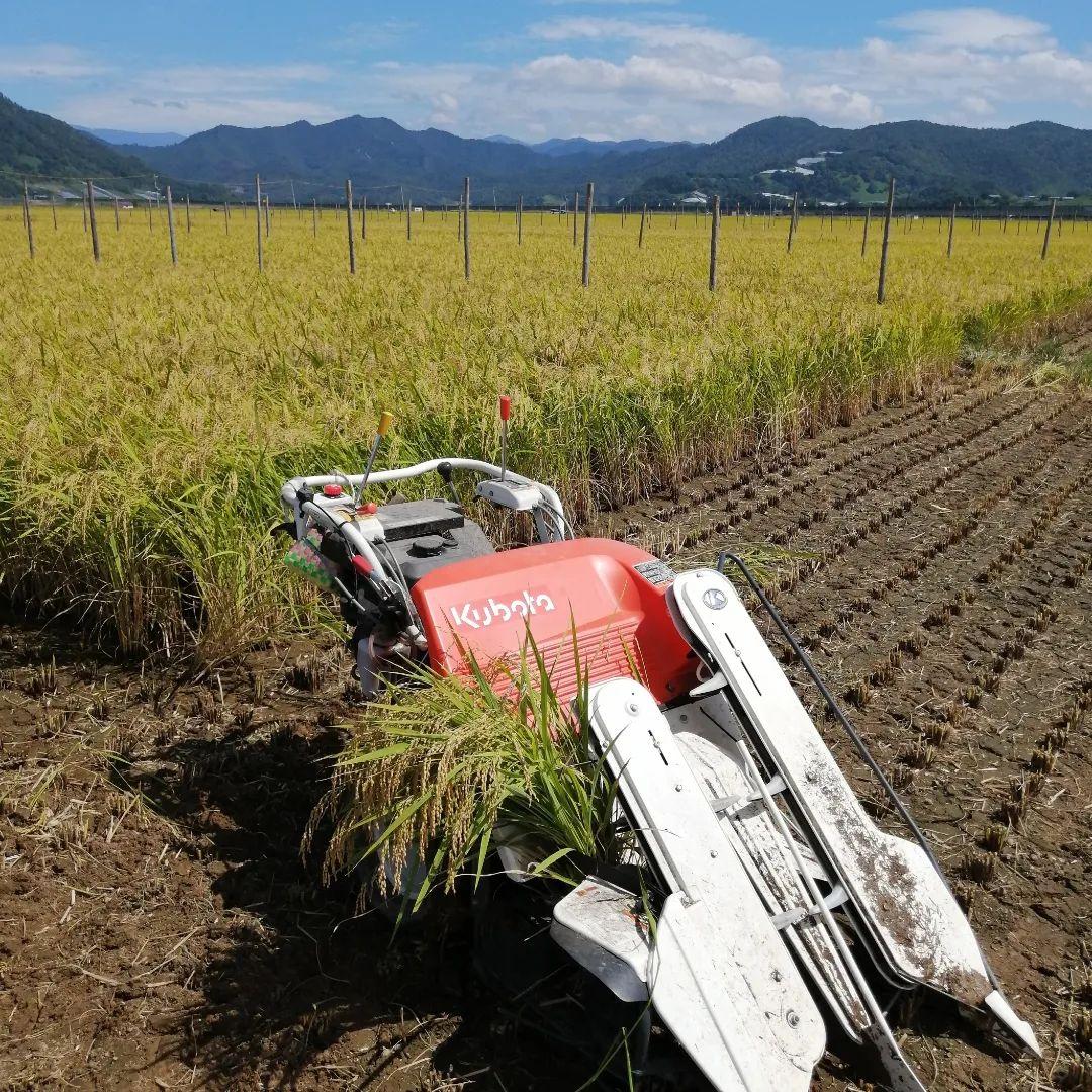 はえぬき米 10kg 自然乾燥　特別栽培米　令和7年産