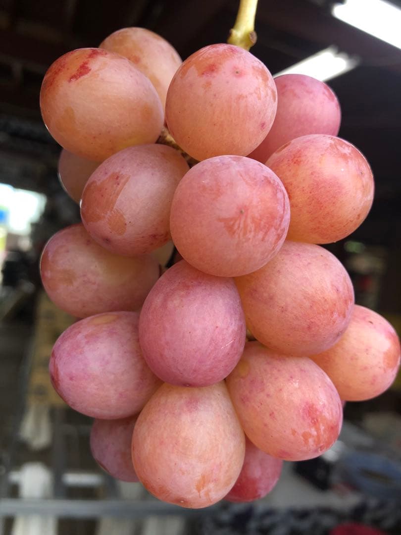 #3 山梨県産　富士の輝き　サンシャインレッド　ナガノパープル　我が道　他3kg