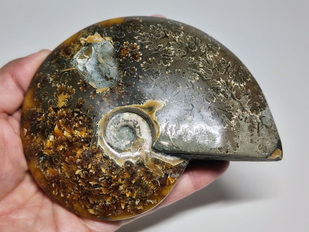 アンモナイト 497g アンモライト オパール 原石 鑑賞石 自然石 誕生石