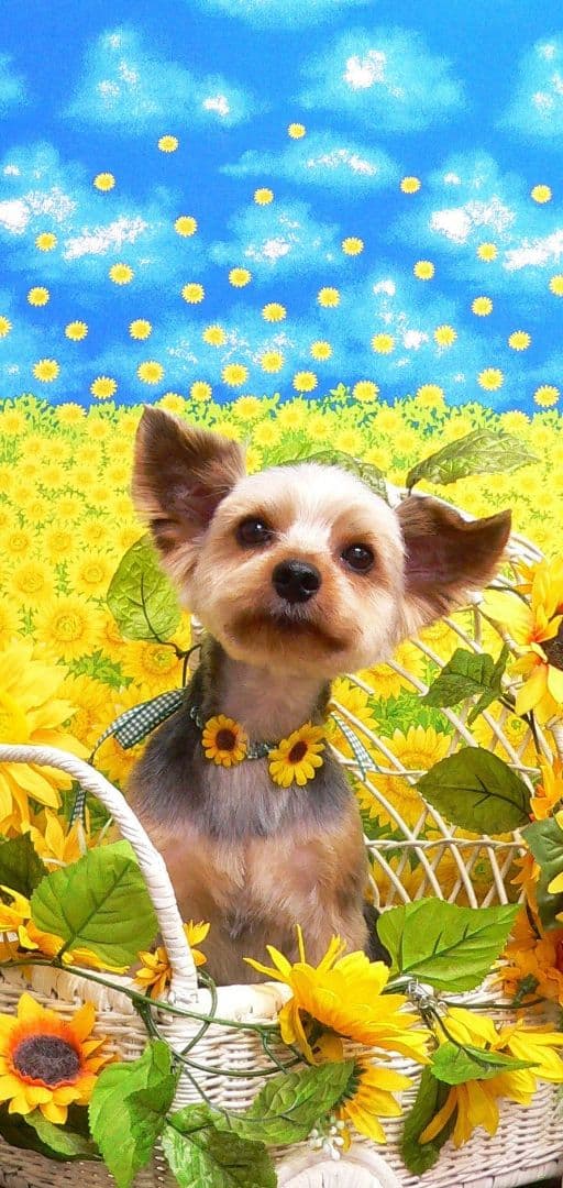 りえ様確認用商品です