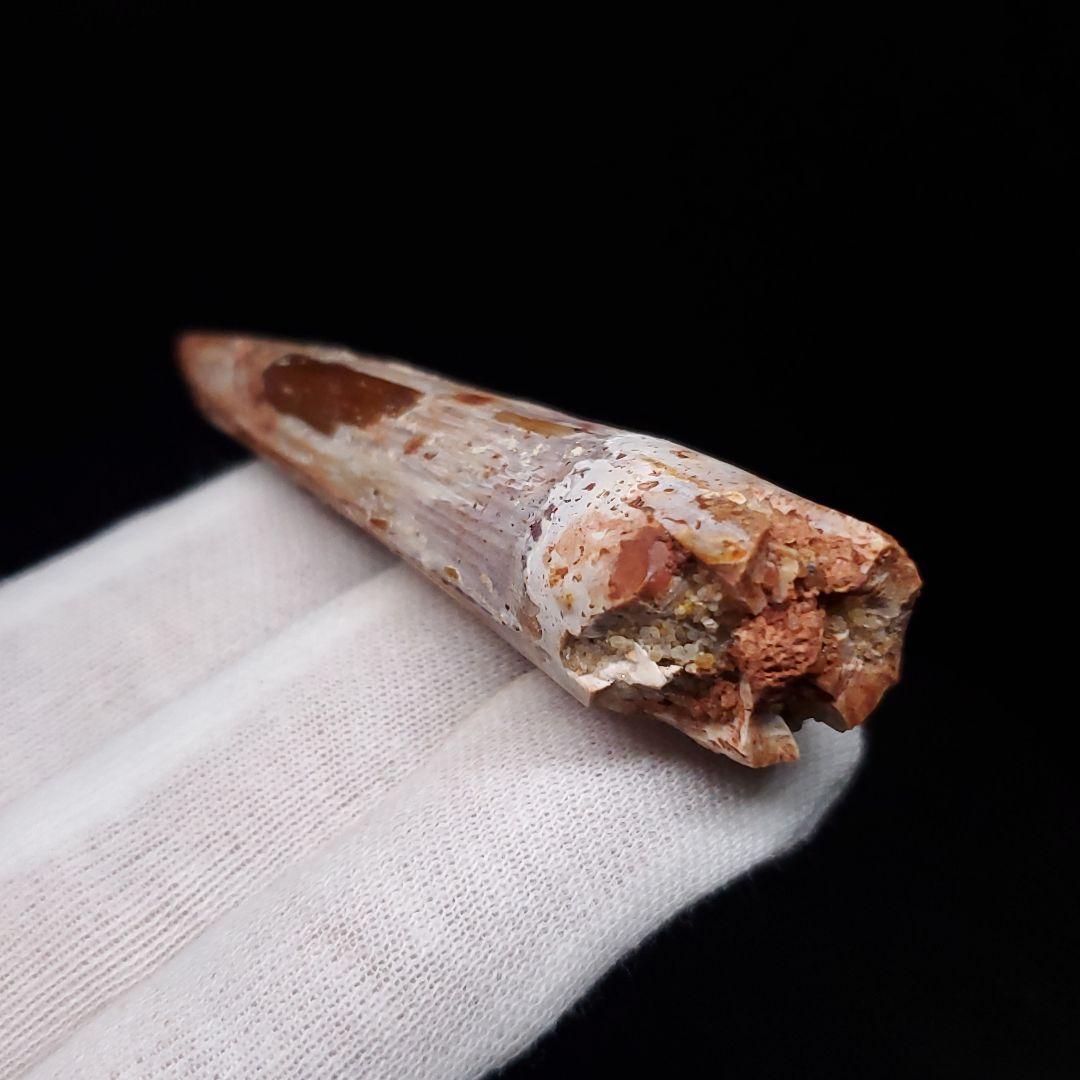 スピノサウルス 本物 モロッコ産 62.63mm sp471