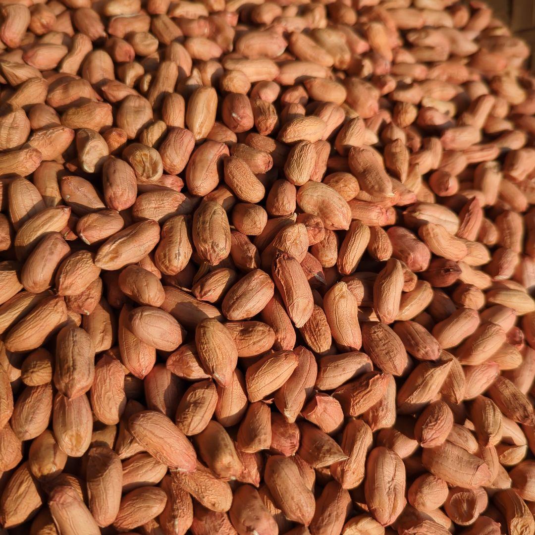 Naoto　千葉県産 おおまさり 手むき 乾燥生落花生