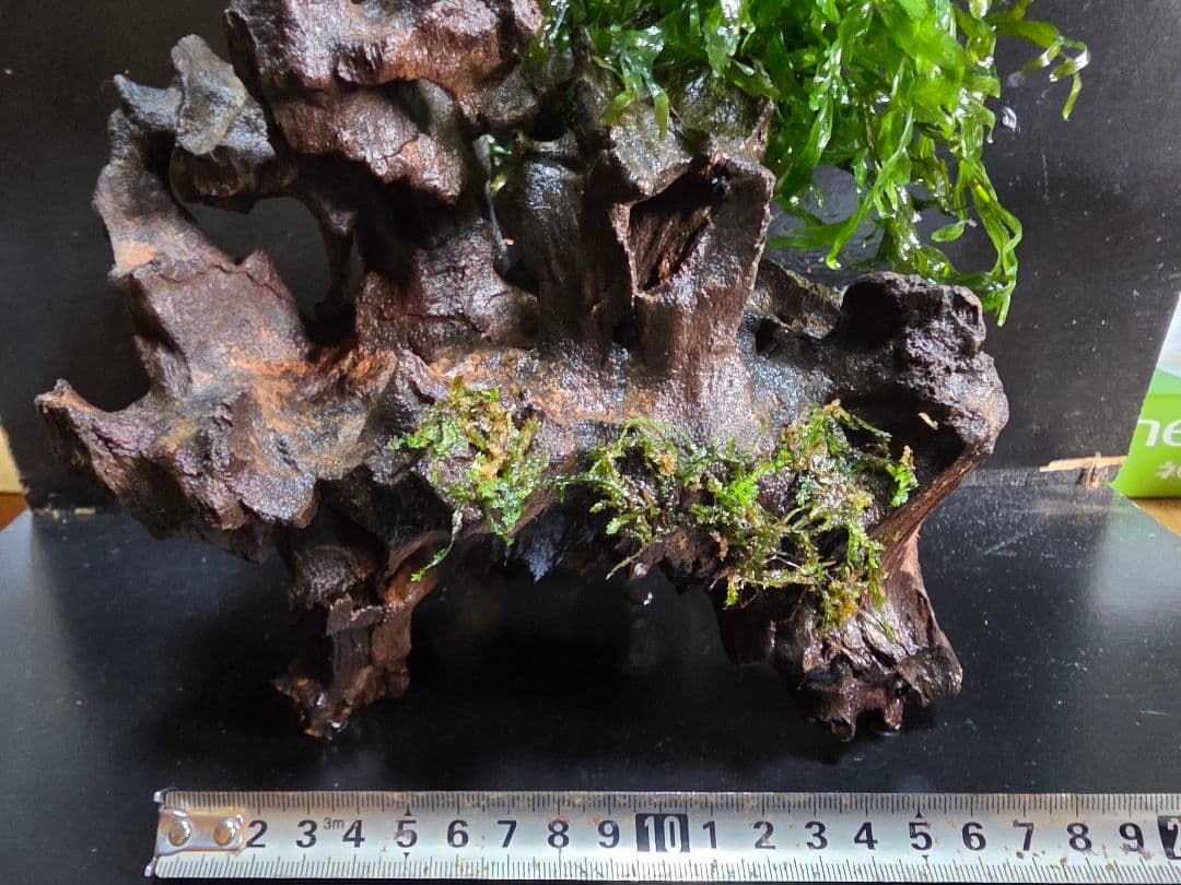 ボルビティス巻き流木 大サイズ