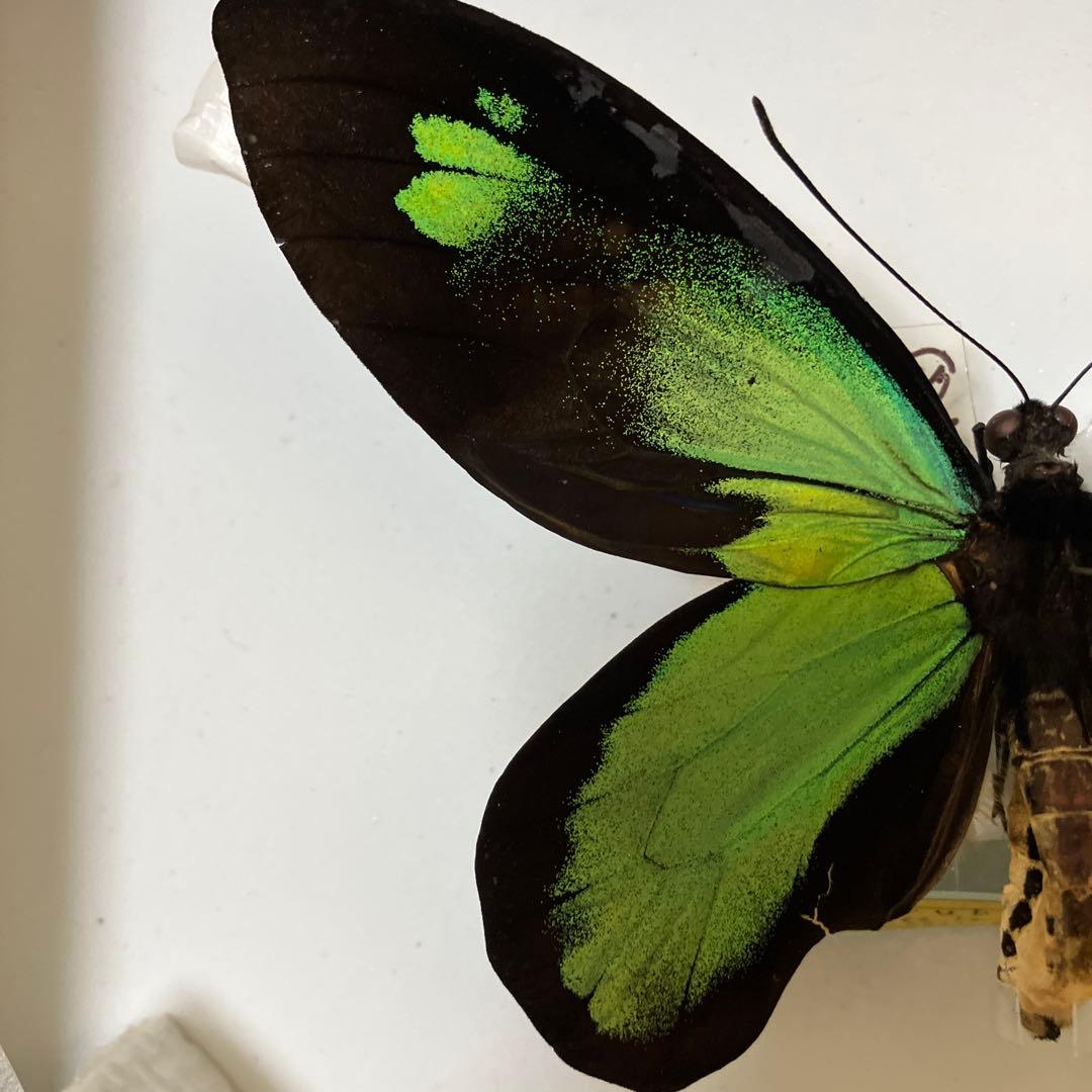 ビクトリアトリバネアゲハ（大型）