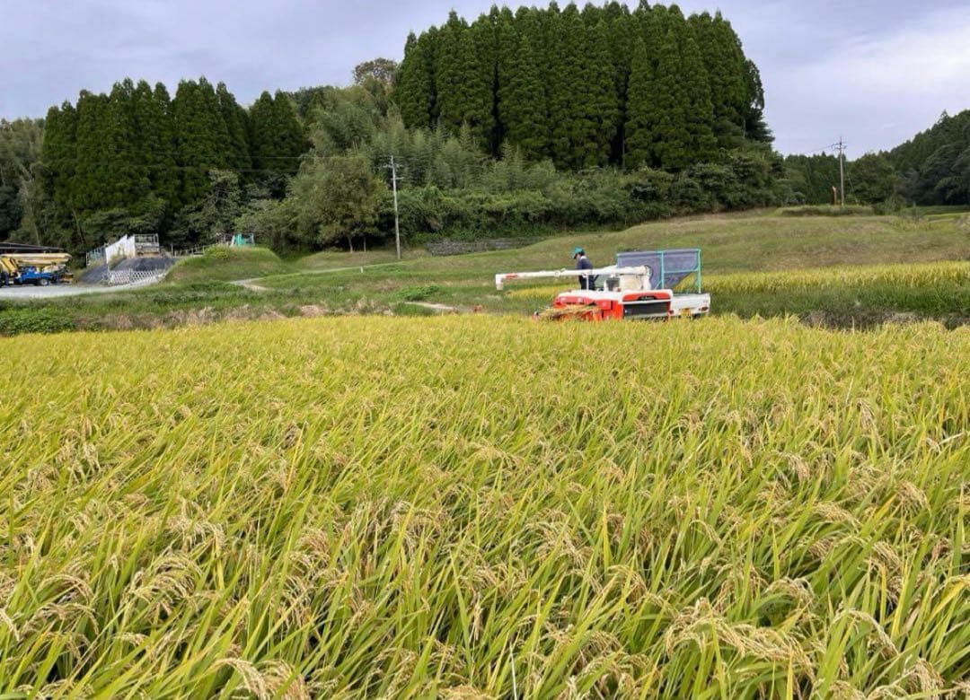 令和7年度産　ひのひかり　屑米　特別栽培米　玄米　箱込み24Kg