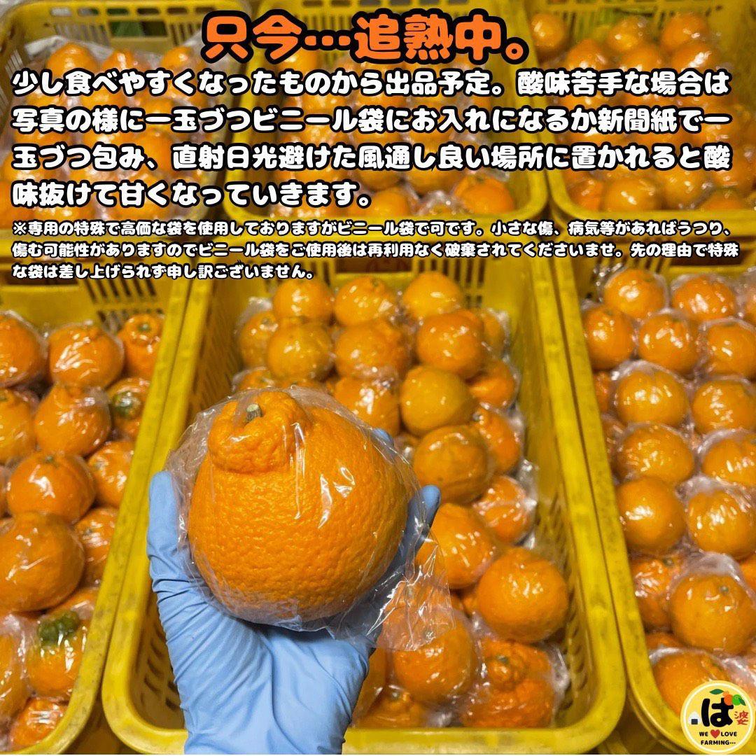 ※確認用　大玉MIX箱込み4.5kg以上【露地栽培　不知火　デコポン　肥の豊】