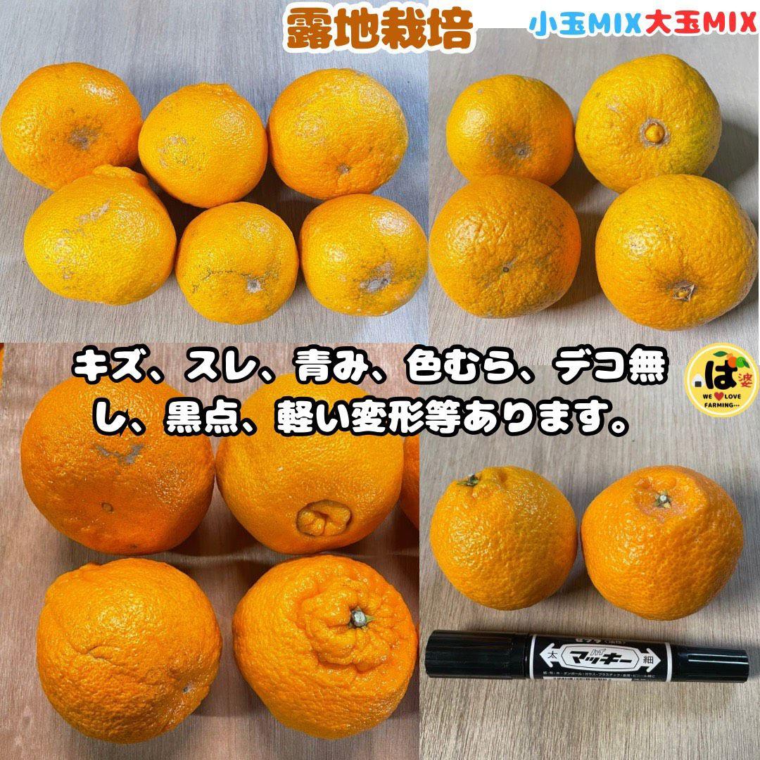 ※確認用　大玉MIX箱込み4.5kg以上【露地栽培　不知火　デコポン　肥の豊】