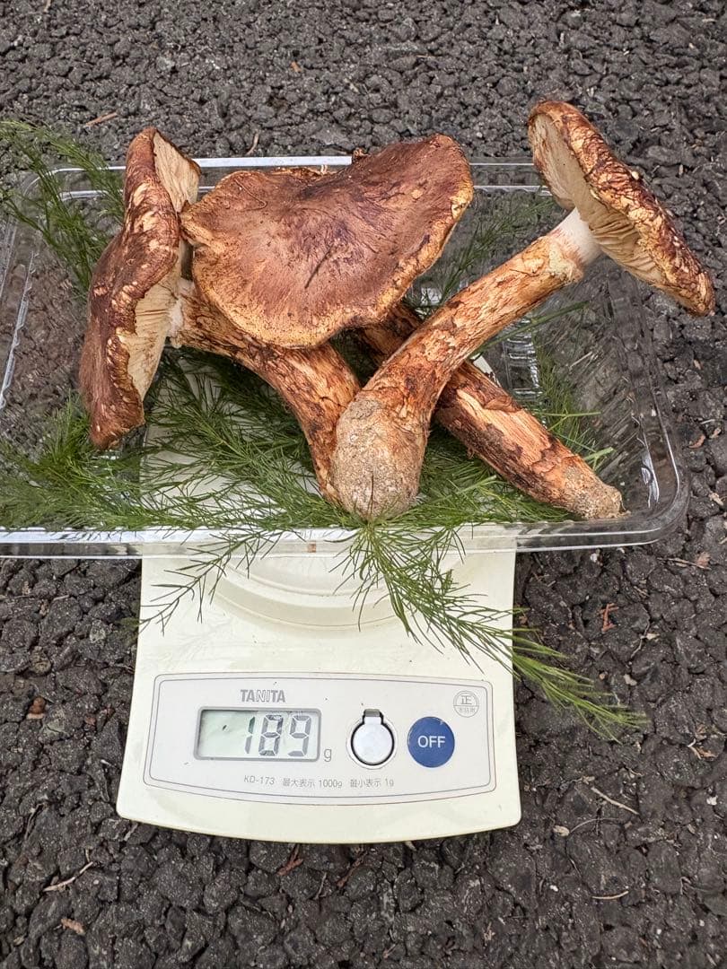 【お値打ち限定1点】岩手雫石町産 天然 開き、香り良い松茸 3本 189g