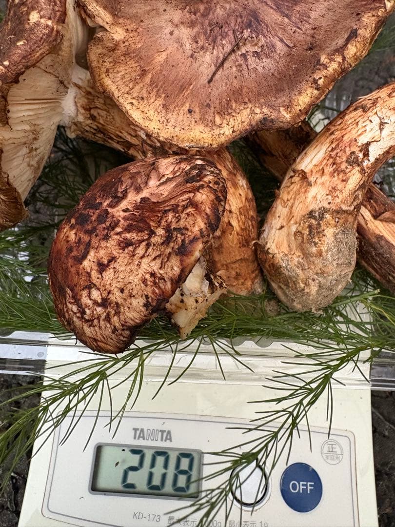 【お値打ち限定1点】岩手雫石町産 天然 開き、香り良い松茸 3本 189g