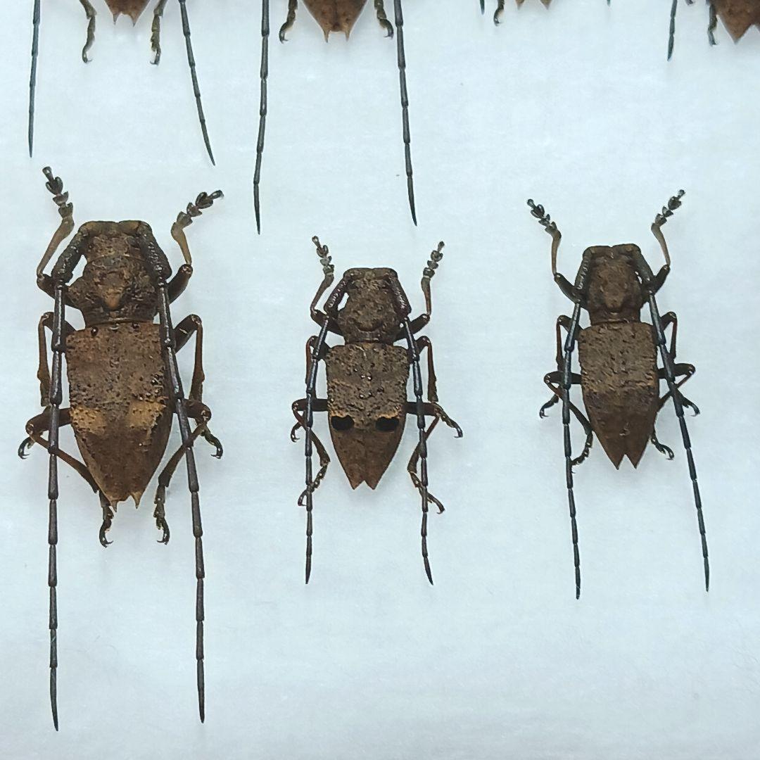 フジータニグチ　ハイブリッドポイント産　7♂7♀