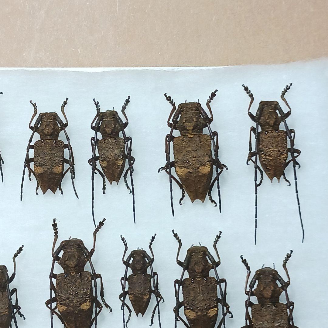 フジータニグチ　ハイブリッドポイント産　7♂7♀