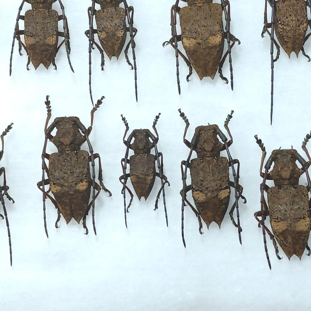 フジータニグチ　ハイブリッドポイント産　7♂7♀