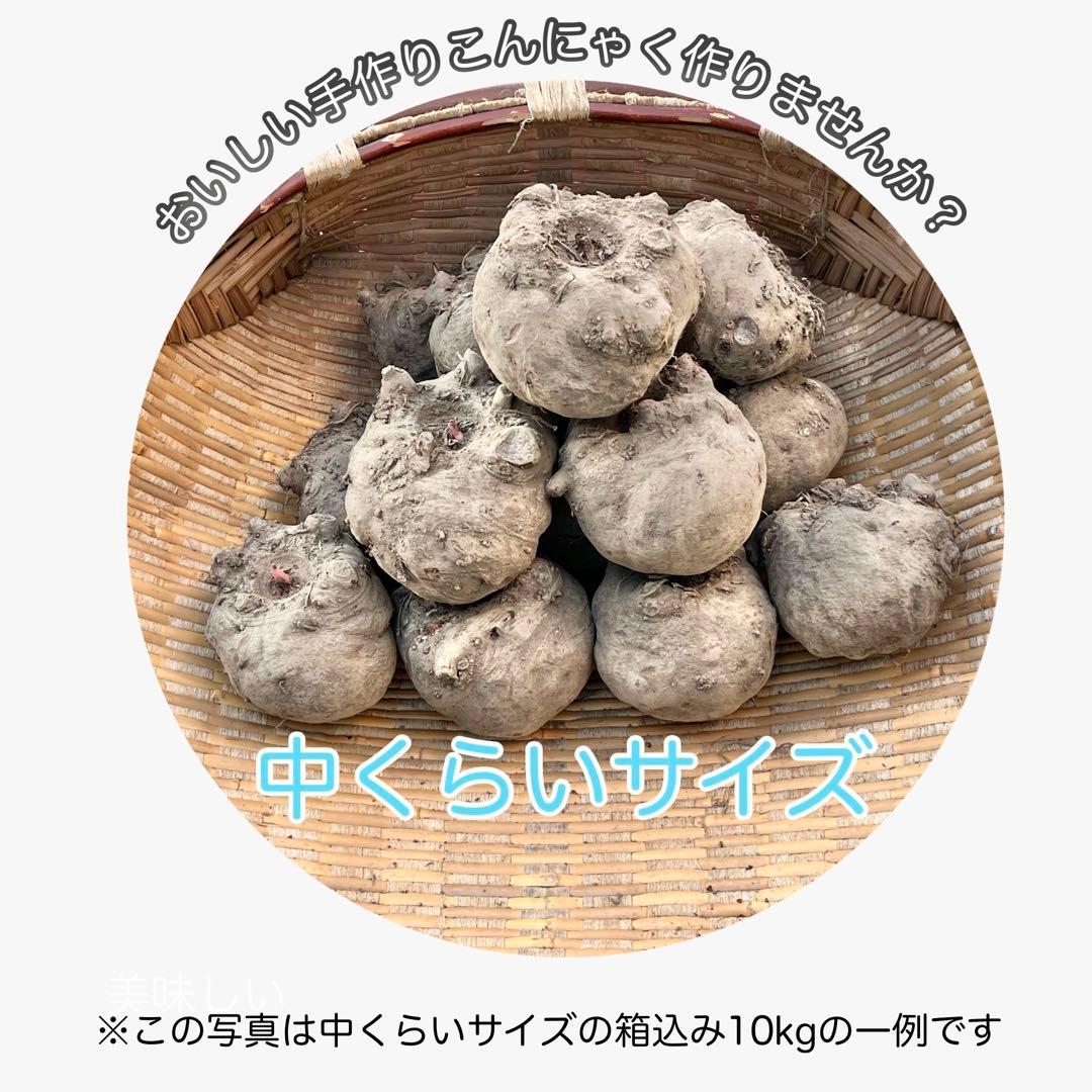 【群馬県産】こんにゃく芋　箱込み15kg以内　手作りこんにゃく用【中サイズ】
