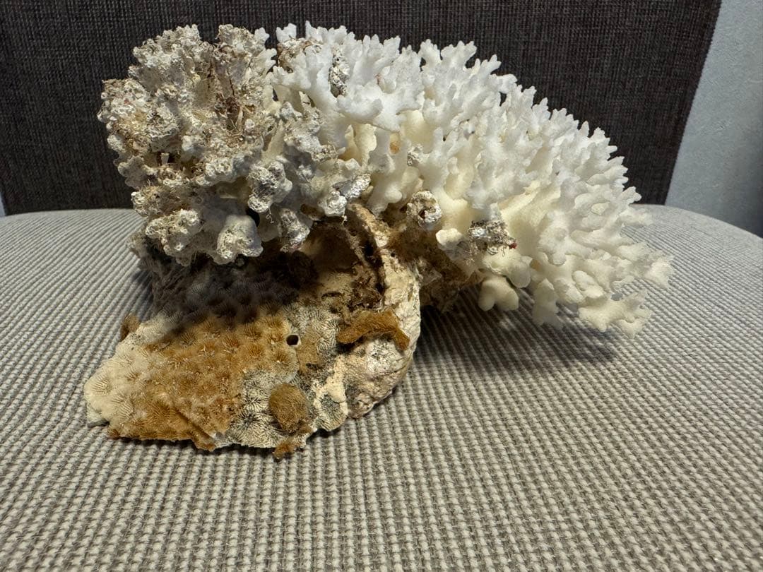 ホワイトサンゴの置物 約30cm