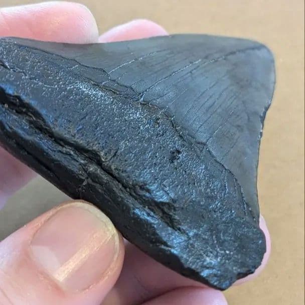 メガロドンの歯の化石 ots05