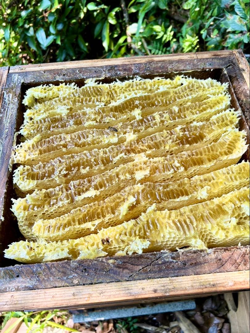 高知県産　生百花蜜　生はちみつ　非加熱　日本蜜蜂　ニホンミツバチ