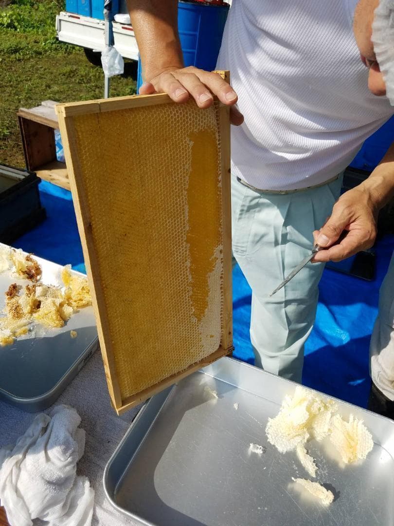 つかもと はちみつ 完熟 生 国産 純粋蜂蜜 無添加 非加熱 600g ✖️4個