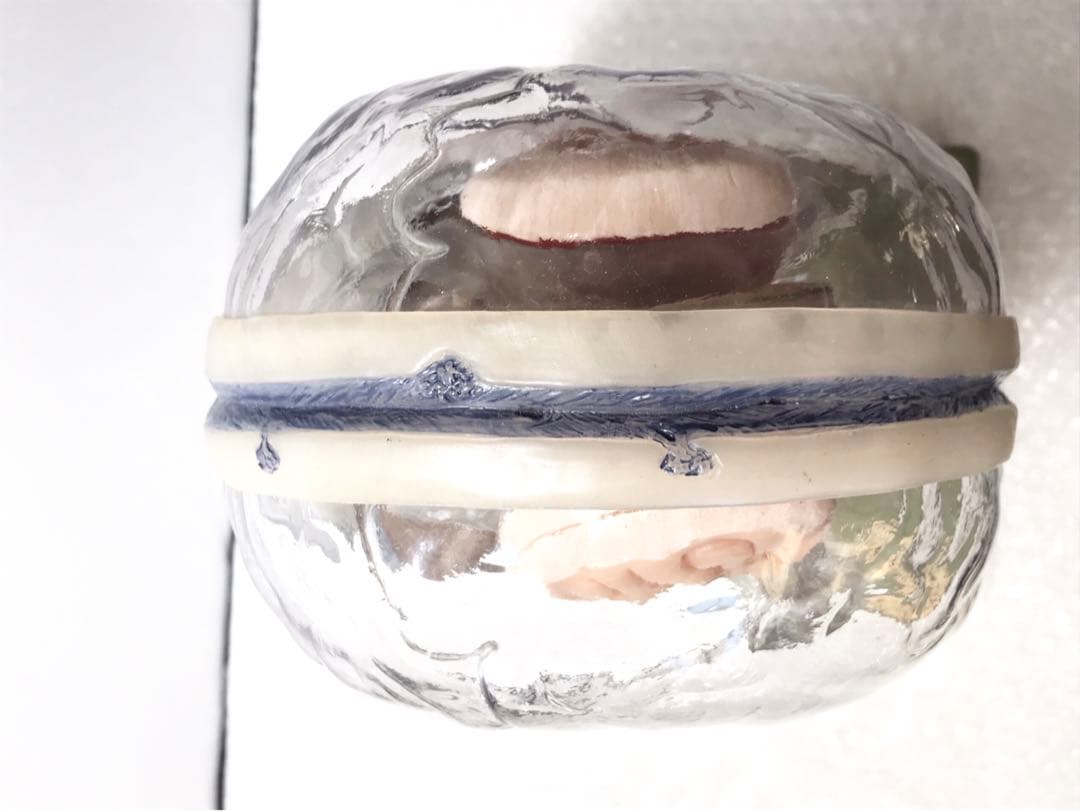 独SOMSO社 (ソムソ社) BS25/T透明な１５分解脳模型♡ 　脳解剖模型