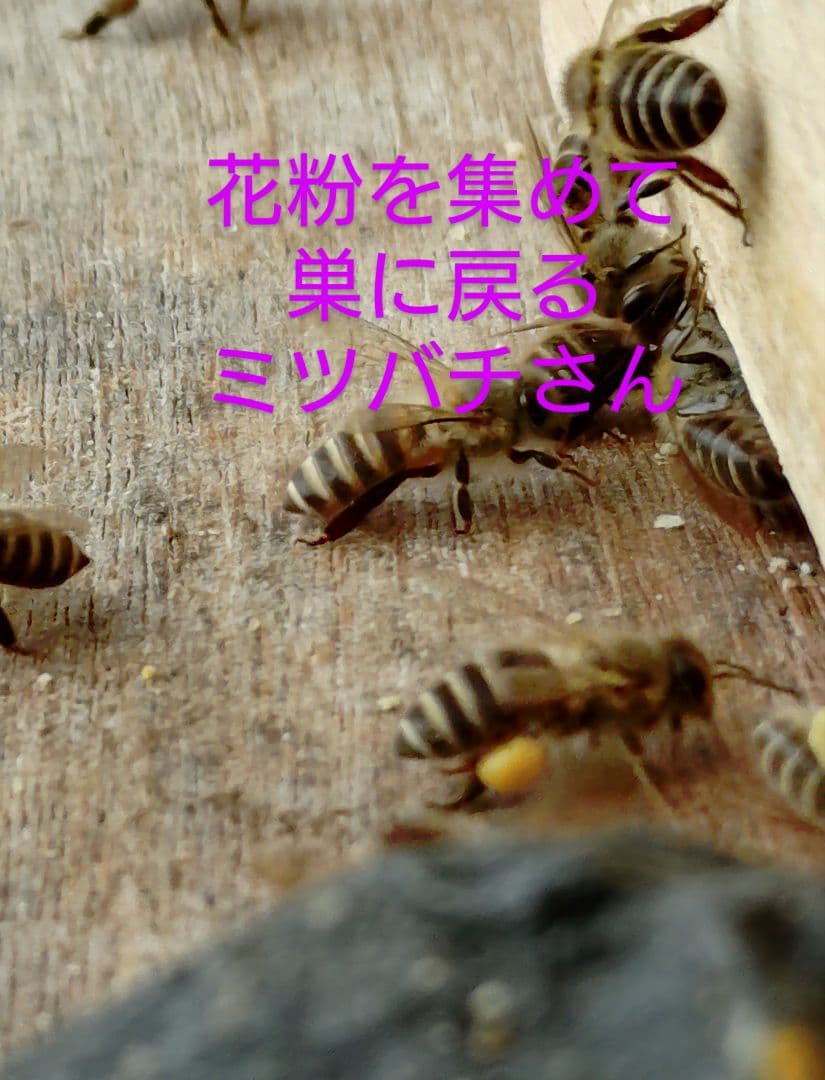 【訳あり】ニホンミツバチ　はちみつ　ハチミツ　信州産　非加熱　1160ｇ