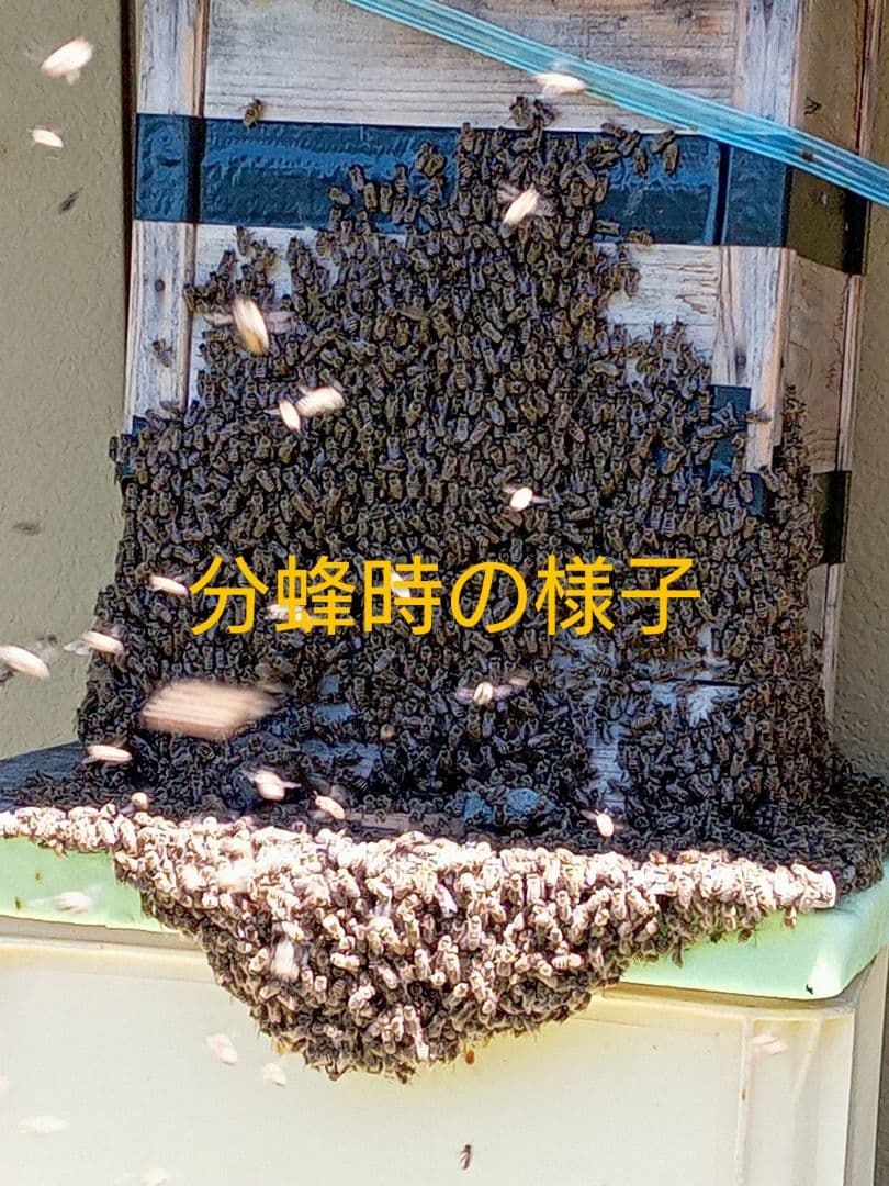 【訳あり】ニホンミツバチ　はちみつ　ハチミツ　信州産　非加熱　1160ｇ