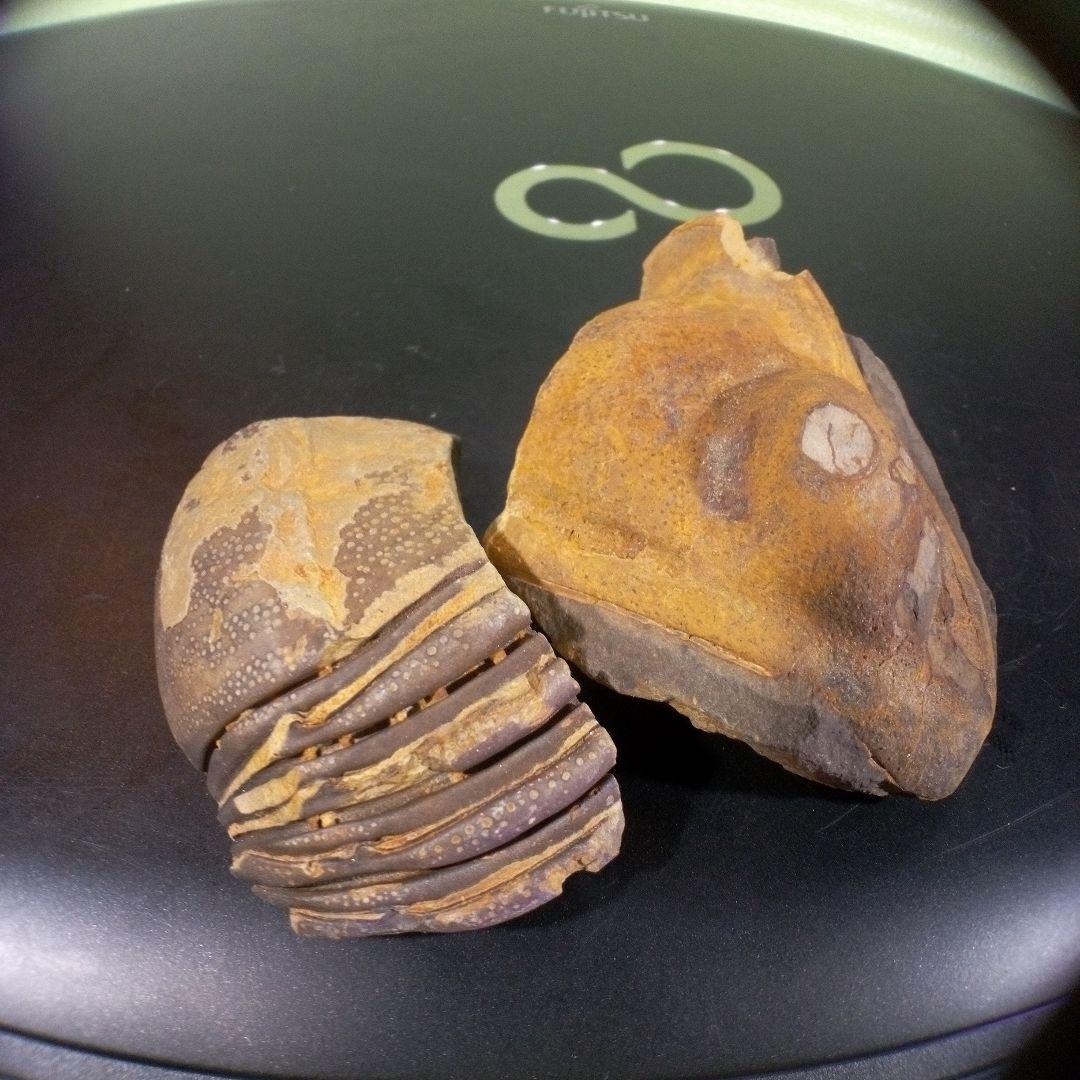 三葉虫　化石　fossil　ボリビア産　レア　Fossil識別⑦　２個セット