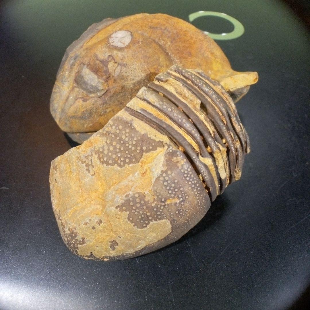 三葉虫　化石　fossil　ボリビア産　レア　Fossil識別⑦　２個セット
