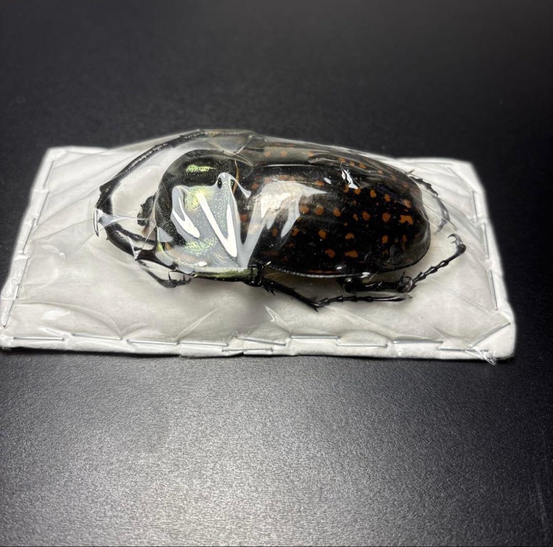 標本69mm バターレルテナガコガネ Cheirotonus battareli