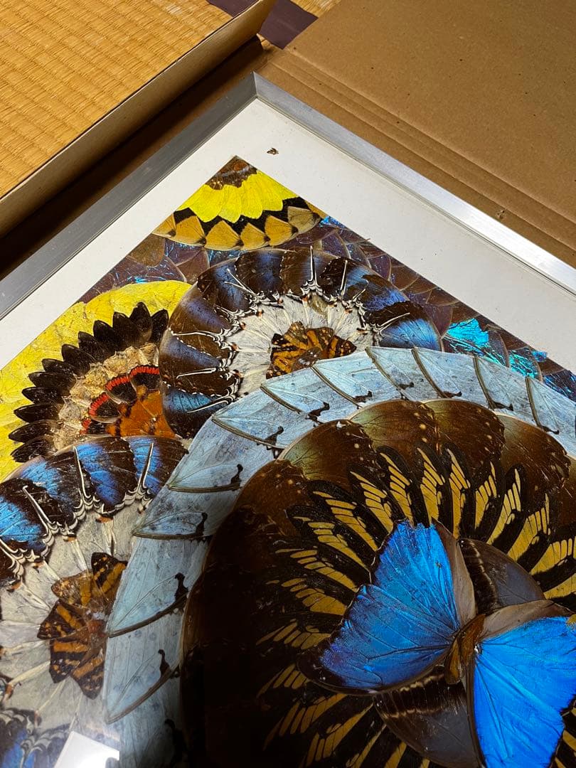 本日のみ　モルフォ蝶　蝶画 羽細工 羽絵 蝶羽アート　インテリア　芸術