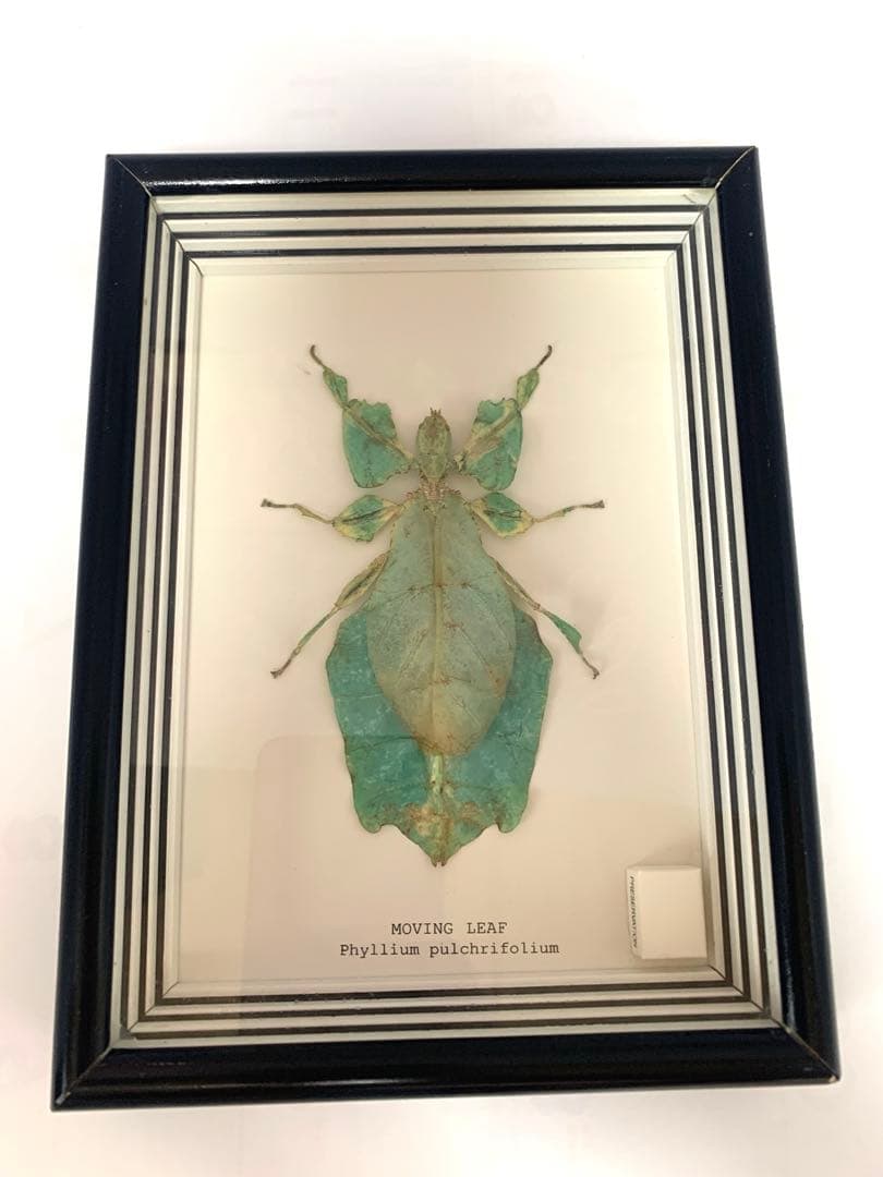超美品　昆虫標本　コノハムシ　ケース付き