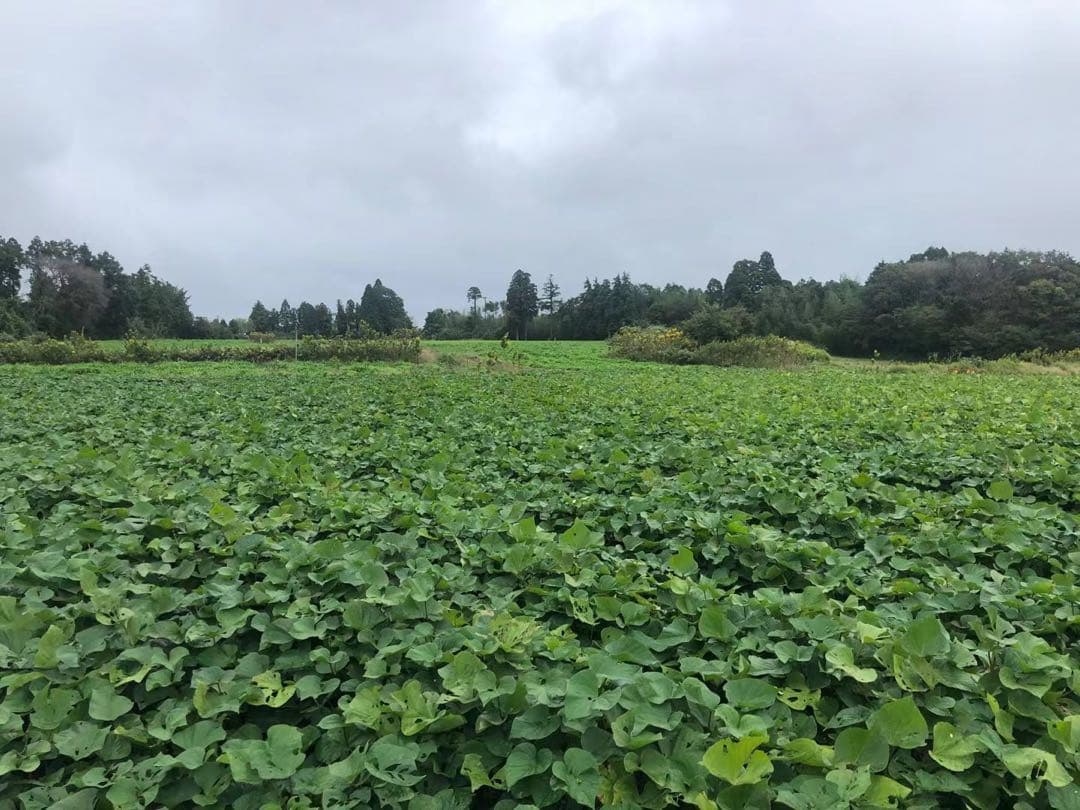 べにはるか 20KG Mサイズ A等級 千葉県産　さつまいも